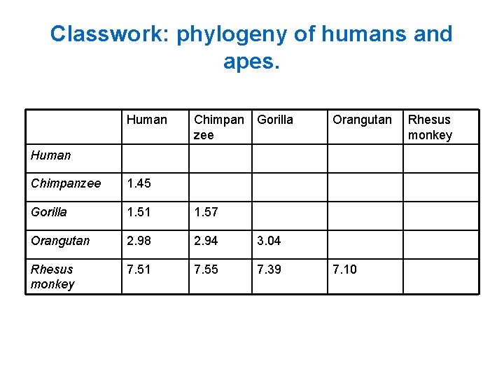 Classwork: phylogeny of humans and apes. Human Chimpan Gorilla zee Orangutan Human Chimpanzee 1.