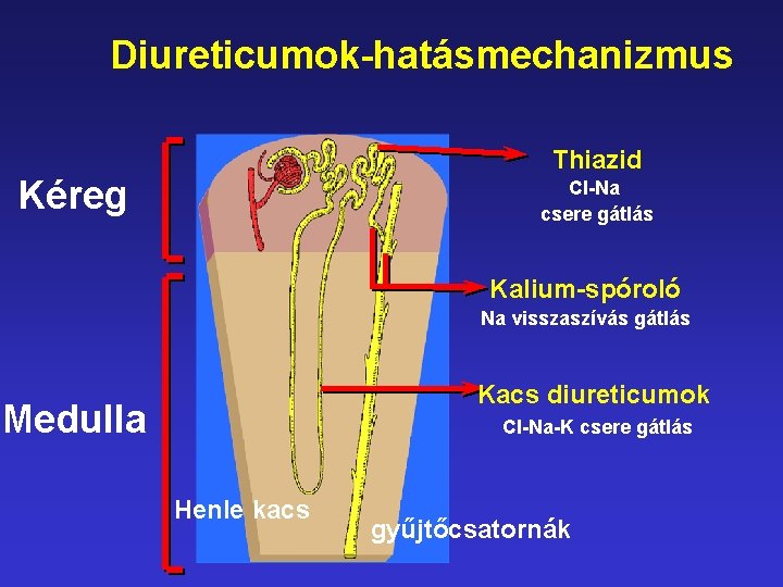 Diureticumok-hatásmechanizmus Thiazid Kéreg Cl-Na csere gátlás Kalium-spóroló Na visszaszívás gátlás Kacs diureticumok Medulla Cl-Na-K