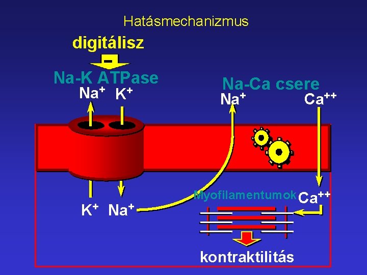 Hatásmechanizmus digitálisz Na-K ATPase Na+ K+ K+ Na-Ca csere Na+ Ca++ Myofilamentumok Ca++ kontraktilitás