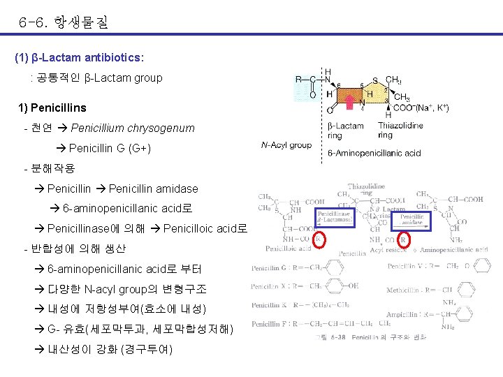 6 -6. 항생물질 (1) β-Lactam antibiotics: : 공통적인 β-Lactam group 1) Penicillins - 천연