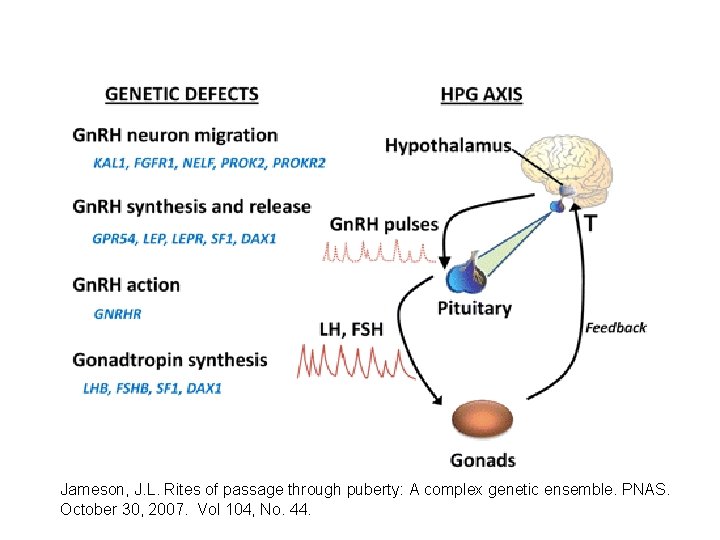 Jameson, J. L. Rites of passage through puberty: A complex genetic ensemble. PNAS. October