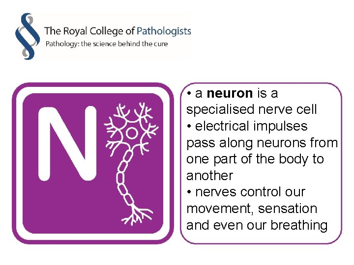  • a neuron is a specialised nerve cell • electrical impulses pass along