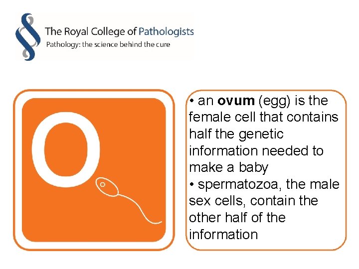  • an ovum (egg) is the female cell that contains half the genetic