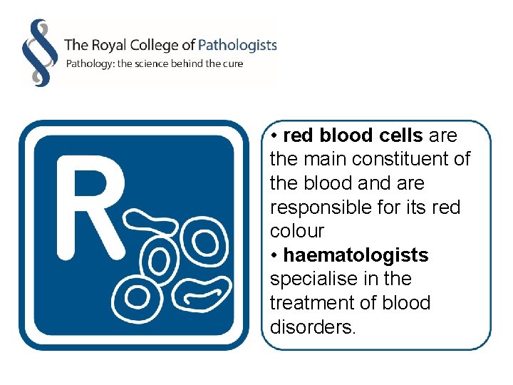  • red blood cells are the main constituent of the blood and are