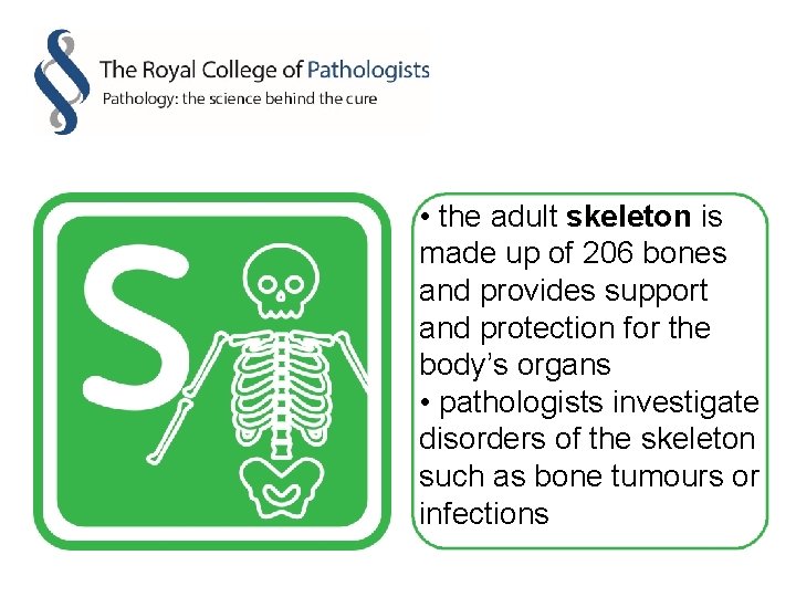  • the adult skeleton is made up of 206 bones and provides support