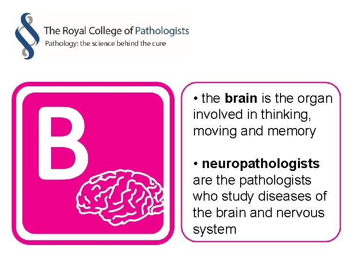  • the brain is the organ involved in thinking, moving and memory •