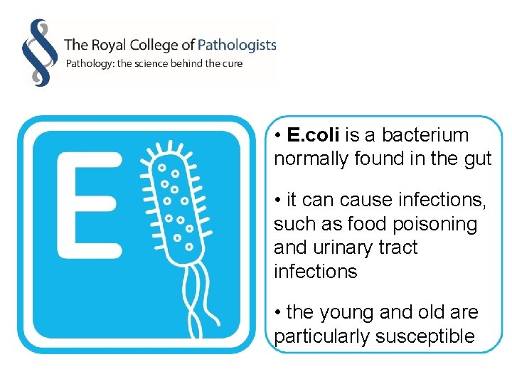  • E. coli is a bacterium normally found in the gut • it