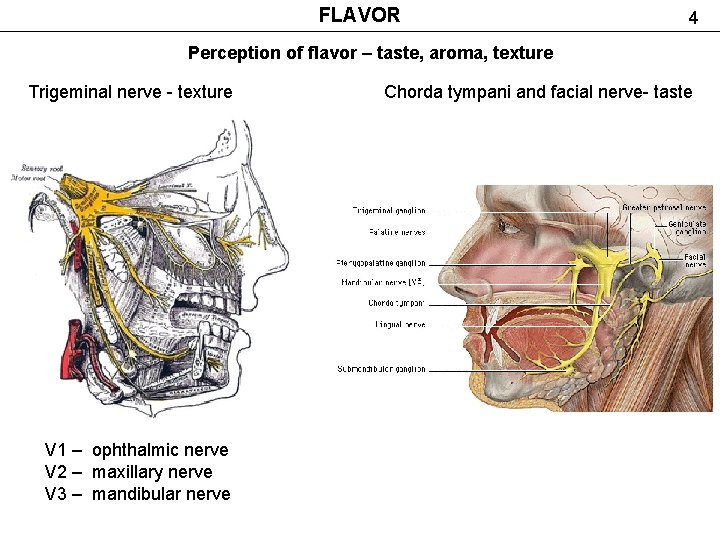 FLAVOR 4 Perception of flavor – taste, aroma, texture Trigeminal nerve - texture V