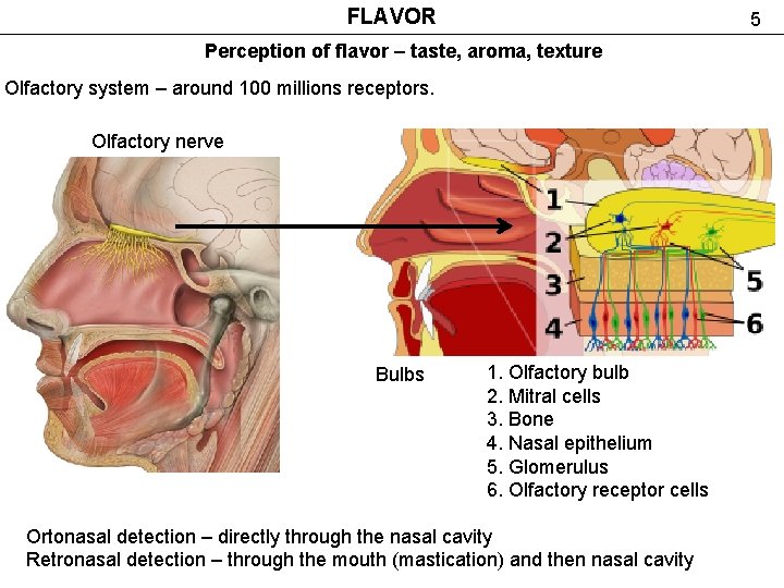 FLAVOR 5 Perception of flavor – taste, aroma, texture Olfactory system – around 100