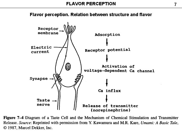 FLAVOR PERCEPTION Flavor perception. Relation between structure and flavor 7 