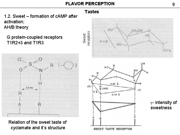 FLAVOR PERCEPTION G protein-coupled receptors T 1 R 2+3 and T 1 R 3