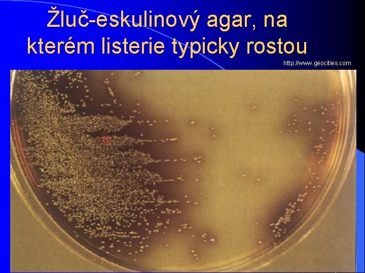 Žluč-eskulinový agar, na kterém listerie typicky rostou http: //www. geocities. com 