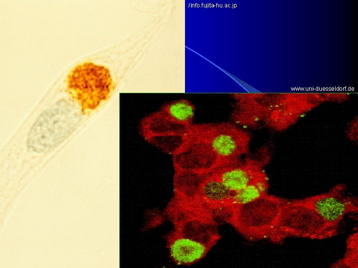 /info. fujita-hu. ac. jp www. uni-duesseldorf. de 