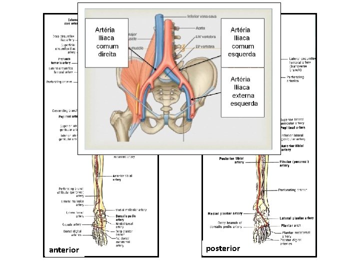 anterior posterior 