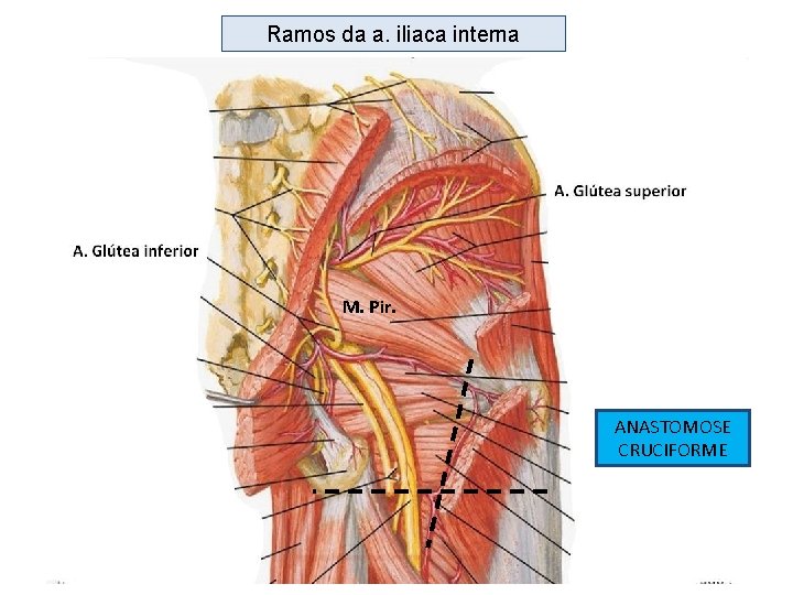 Ramos da a. iliaca interna M. Pir. ANASTOMOSE CRUCIFORME 