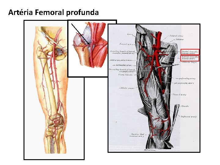 Artéria Femoral profunda 