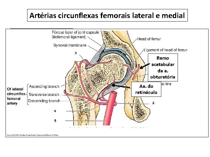 Artérias circunflexas femorais lateral e medial Ramo acetabular da a. obturatória Aa. do retináculo