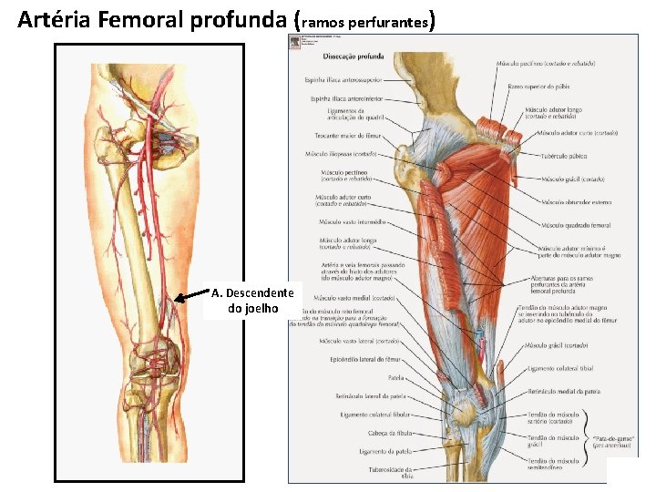 Artéria Femoral profunda (ramos perfurantes) A. Descendente do joelho 