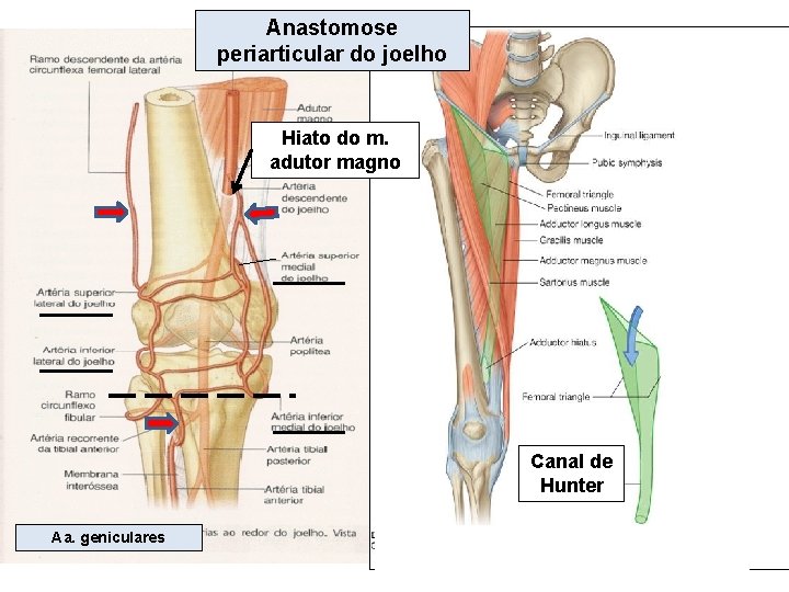 Anastomose periarticular do joelho Hiato do m. adutor magno Canal de Hunter Aa. geniculares