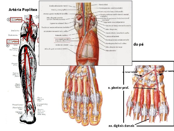 Artéria Poplítea Artéria Tibial anterior 1 2 4 3 Artéria dorsal do pé a.