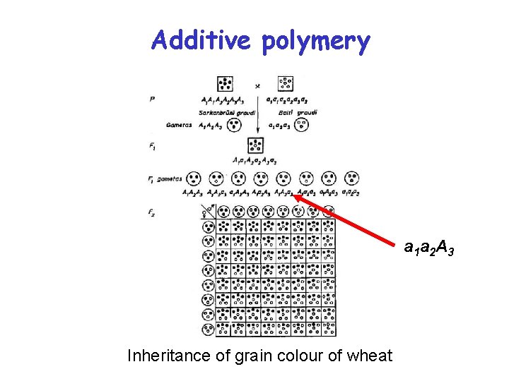 Additive polymery a 1 a 2 A 3 Inheritance of grain colour of wheat