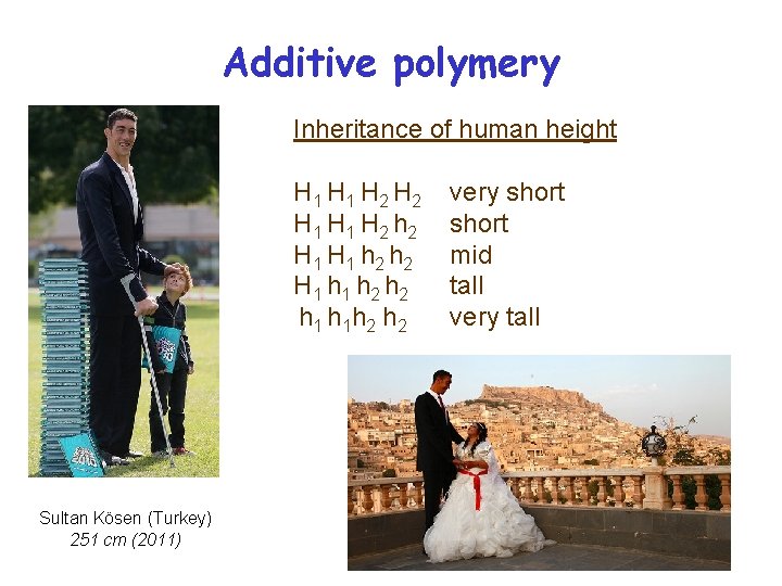 Additive polymery Inheritance of human height H 1 H 2 h 2 H 1