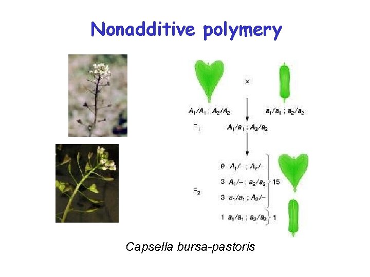 Nonadditive polymery Capsella bursa-pastoris 