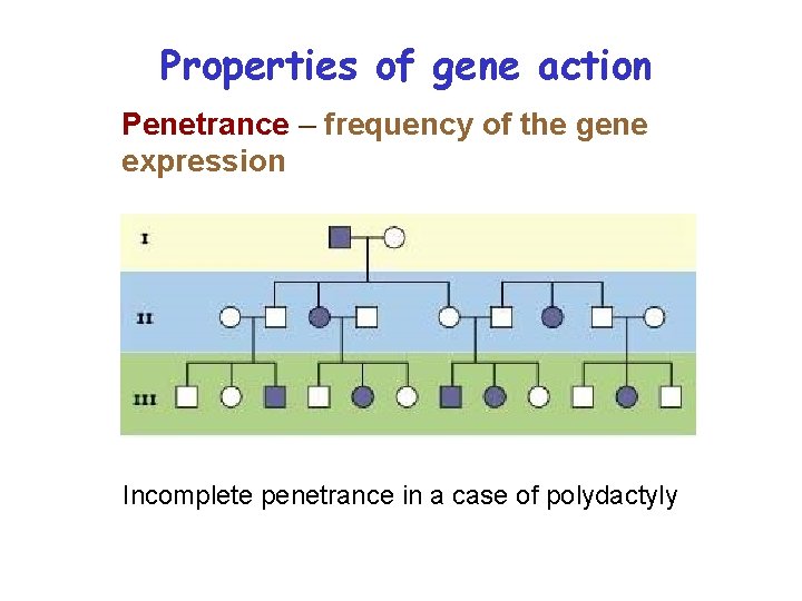 Properties of gene action Penetrance – frequency of the gene expression Incomplete penetrance in