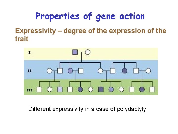 Properties of gene action Expressivity – degree of the expression of the trait Different
