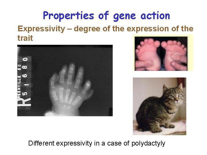 Properties of gene action Expressivity – degree of the expression of the trait Different