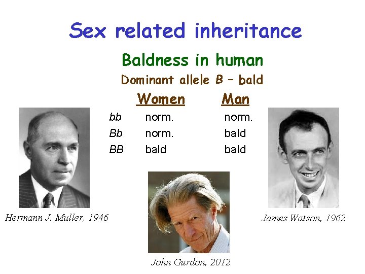 Sex related inheritance Baldness in human Dominant allele B – bald Women bb Bb