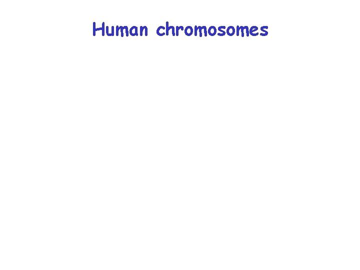 Human chromosomes 