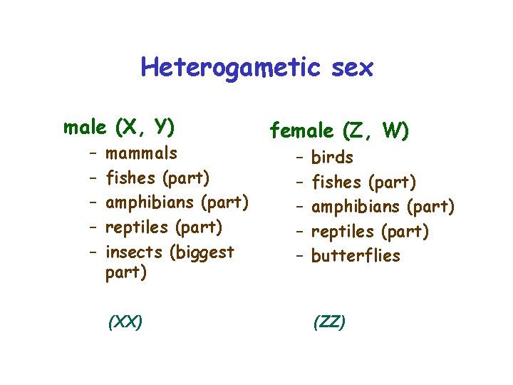 Heterogametic sex male (X, Y) – – – mammals fishes (part) amphibians (part) reptiles