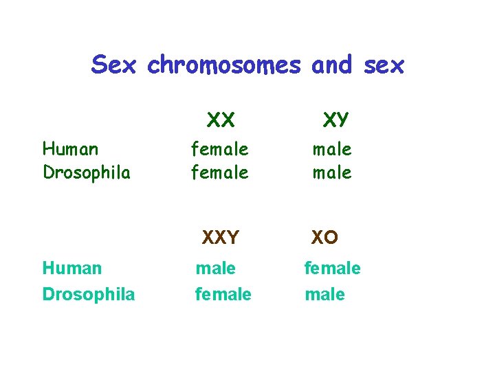 Sex chromosomes and sex Human Drosophila XX XY female XXY Human Drosophila male female