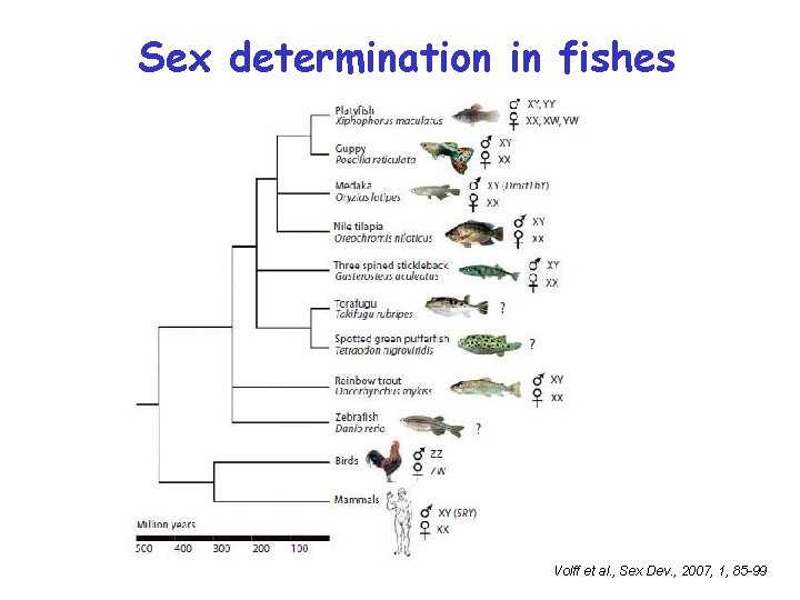 Sex determination in fishes Volff et al. , Sex Dev. , 2007, 1, 85