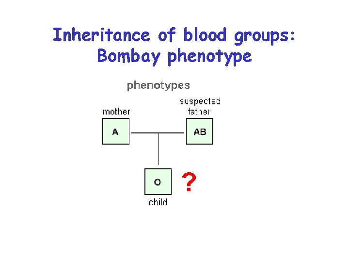 Inheritance of blood groups: Bombay phenotype ? 