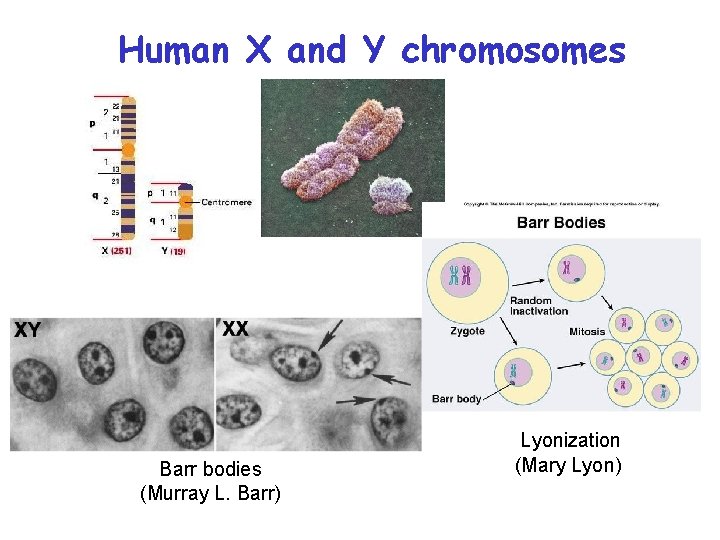 Human X and Y chromosomes Barr bodies (Murray L. Barr) Lyonization (Mary Lyon) 