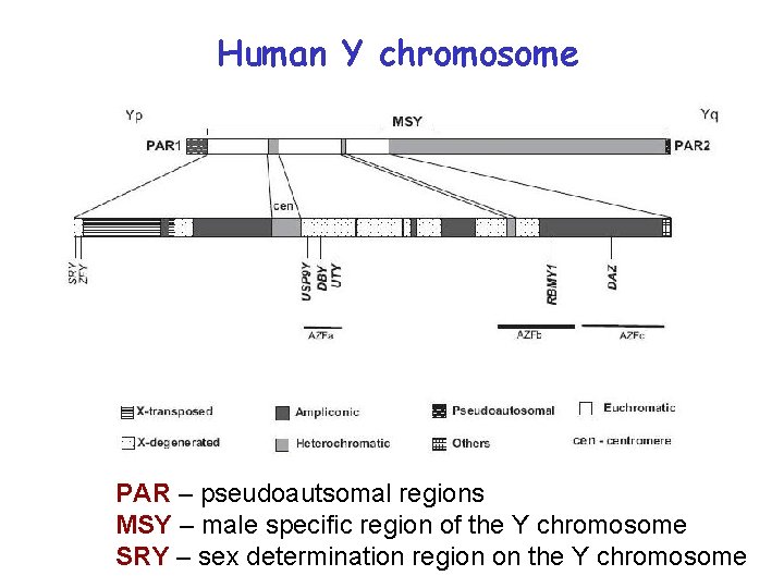 Human Y chromosome PAR – pseudoautsomal regions MSY – male specific region of the