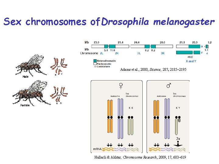 Sex chromosomes of. Drosophila melanogaster Adams et al. , 2000, Science, 287, 2185– 2195
