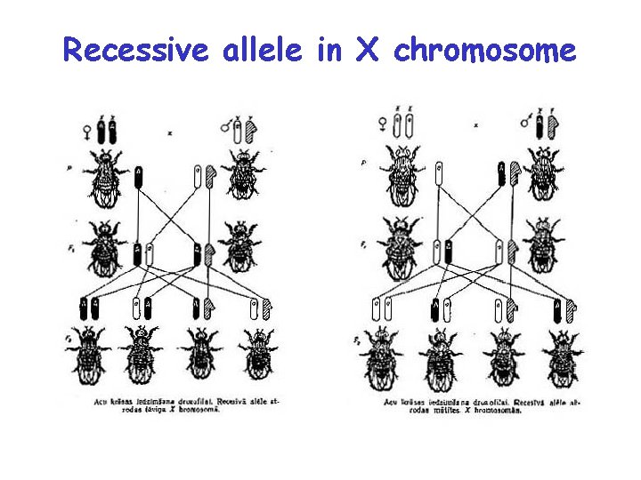 Recessive allele in X chromosome 