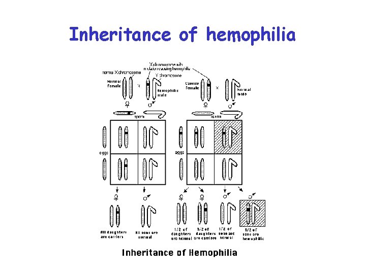 Inheritance of hemophilia 