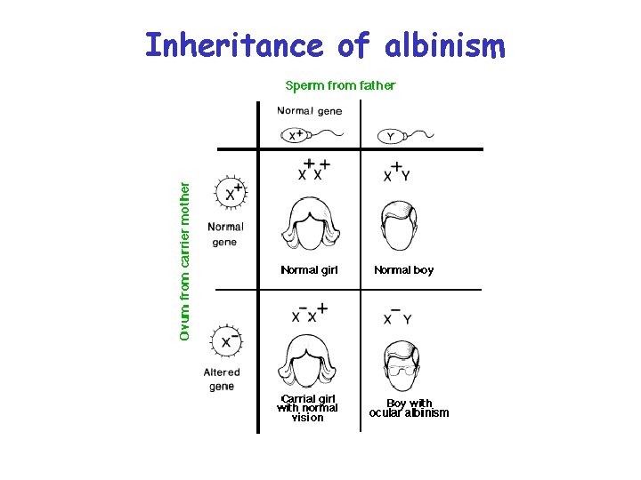 Inheritance of albinism 