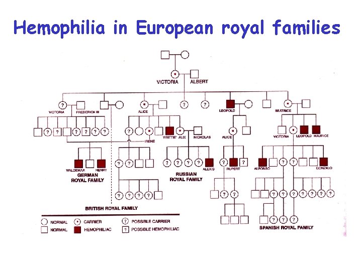 Hemophilia in European royal families 