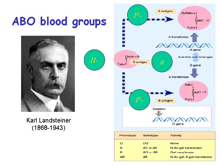 ABO blood groups IA - H- ii IB Karl Landsteiner (1868 -1943) 