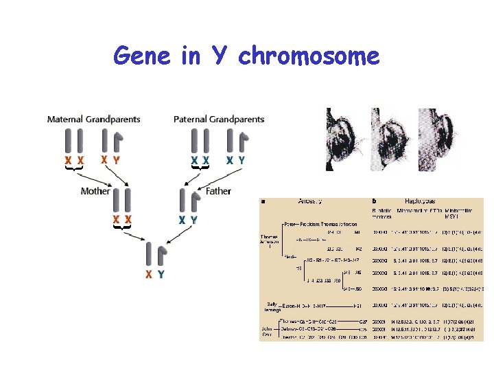 Gene in Y chromosome 