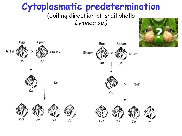 Cytoplasmatic predetermination (coiling direction of snail shells Lymnea sp. ) 