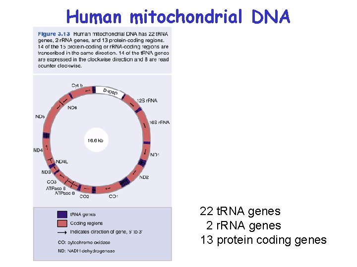 Human mitochondrial DNA 22 t. RNA genes 2 r. RNA genes 13 protein coding