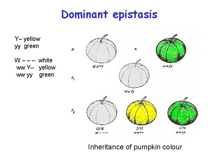 Dominant epistasis Y– yellow yy green W – – – white ww Y– yellow