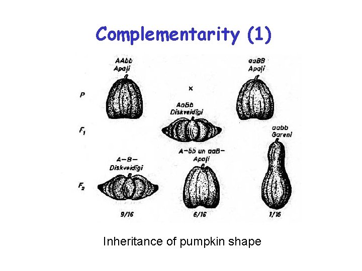 Complementarity (1) Inheritance of pumpkin shape 