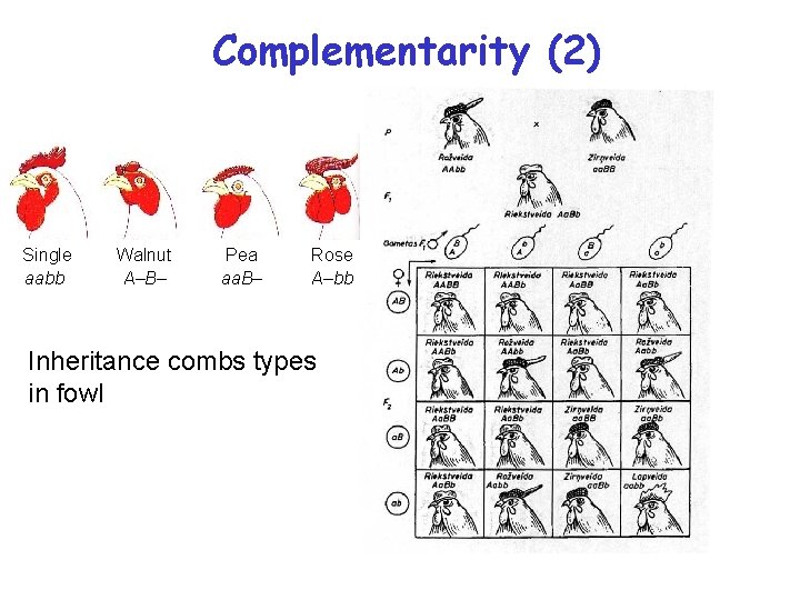 Complementarity (2) Single aabb Walnut A–B– Pea aa. B– Rose A–bb Inheritance combs types